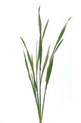 Green young wheat isolated on white background, with clipping path