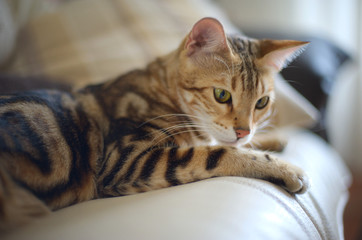 Youing marble bengal cat is resting on a couch, indoor natural light shot