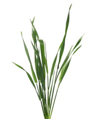 Green young wheat isolated on white background, with clipping path