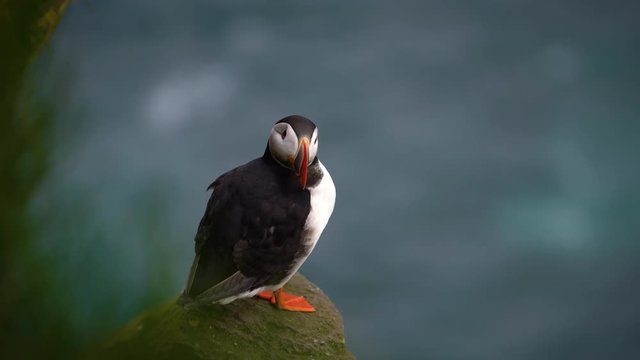 Atlantic puffin also know as common puffin is species of seabird in the auk family in Iceland. Iceland, Norway, Faroe Islands, Labrador in Canada are known to be large colony of this puffin.