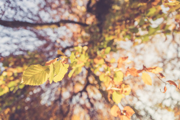 Colourful leaves in a park, autumn, copy space