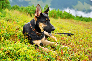 big dog german shepherd lying on the green grass