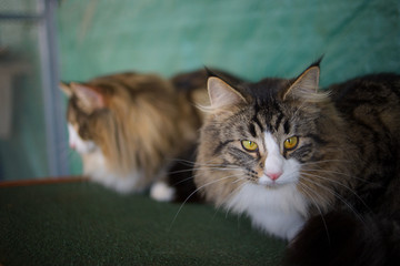 Portrsit of two norwegian forest cats