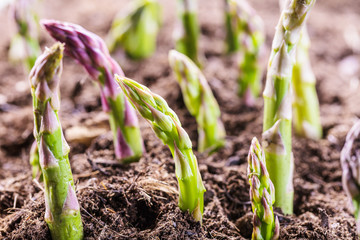 Grüner spargel wächst aus der Erde