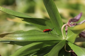 Lilienhähnchen