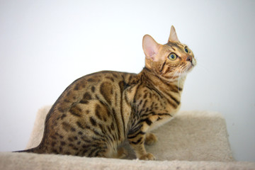 Obraz premium Young bengal cat on white backgrpound, wonderful pattern on its fur