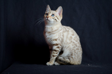 White bengal cat, studio shot on black background, cat is sitting