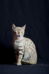 Fototapeta na wymiar White bengal cat, studio shot on black background, cat is yawning