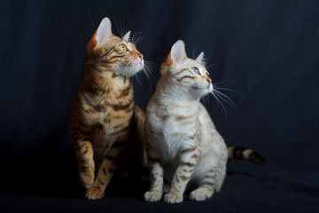 Fototapeta na wymiar Two bengal cats, studio shot on black background
