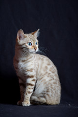Fototapeta na wymiar White bengal cat, studio shot on black background, cat is sitting