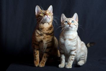 Two bengal cats, studio shot on black background