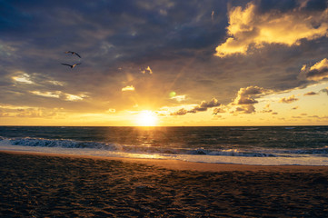 Obraz premium Seagulls flying on golden sunset sea backround