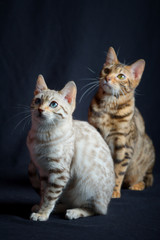 Two bengal cats, studio shot on black background
