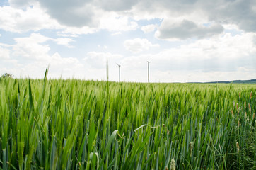 Obraz premium Wheat field