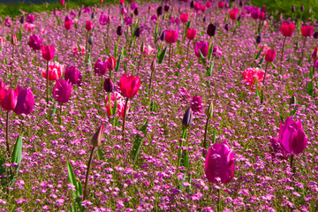 Różowe tulipany na kolorowej łące