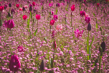 Różowe pole tulipanów