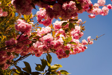 Różowe kwiaty na kwitnącym wiosną drzewie - obrazy, fototapety, plakaty