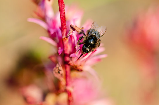 Humbleflies, Bombyliidae at work