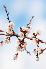 apricot flowers on a branch against the sky