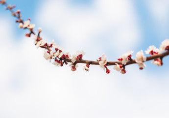 apricot flowers on a branch against the sky
