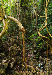 tree roots green forest