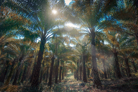 palm oil tree plants at morning light