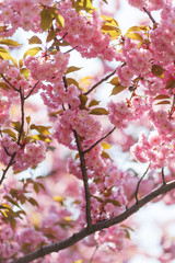 Beautiful cherry blossom sakura in spring time