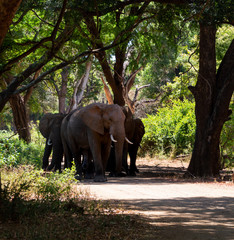 Fototapeta premium African Elephants