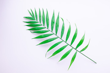 Pattern of tropical green leaves on white background. Flat lay, top view