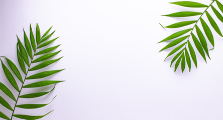 Pattern of tropical green leaves on white background. Flat lay, top view