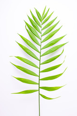 Pattern of tropical green leaves on white background. Flat lay, top view