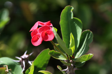 Beautiful red flowers bloomed in the Botanical Garden