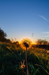 Obraz na płótnie Canvas Pust flower at sunset