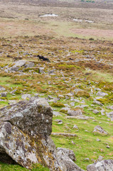 Fototapeta na wymiar Dartmoor, Devon, Heidelandschaft, Moor, Nationalpark, Pony, Wanderweg, Südengland