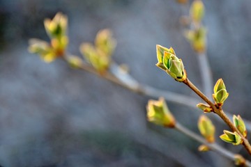 Branch with a drop-down buds of lilac in the spring closeup.