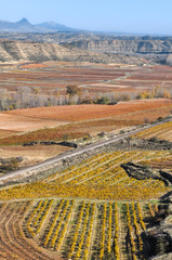 Vineyard in autumn, La Rioja, Spain