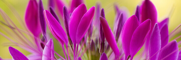 bright purple cleome floral background