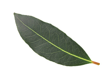 Green olive leaf