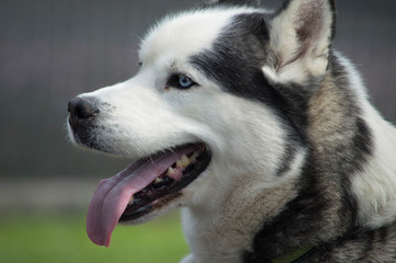 Siberian Husky Close Up