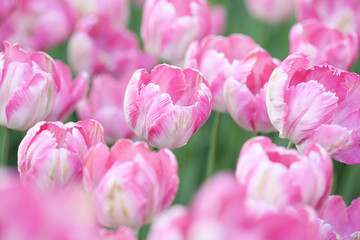 floral background of motley pink tulips