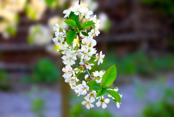 White flowers of cherry tree in spring. Spring flowering fruit tree.