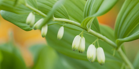 blooming plant with white flowers