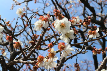 桜の花