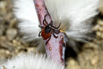 the taiga tick is sitting on the twig