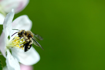 bee extracts nectar © yuriks