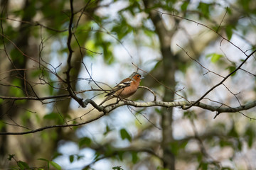 Common Chaffinch Perched on Branch in Springtime