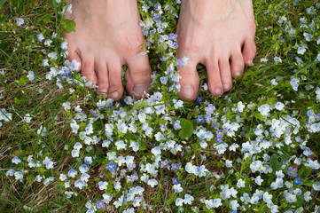 Woman legs on a field with little blue flowers. Woman bare feet on the spring grass and flowers field