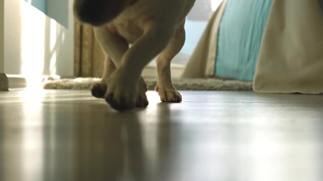 Dog Jack Russell Terrier lying on the carpet in the room, then gets up and runs on the floor