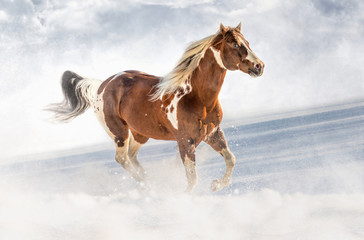 Fototapeta na wymiar Fantastic DJ Valentine horse in sunny day in winter. Czech Republic