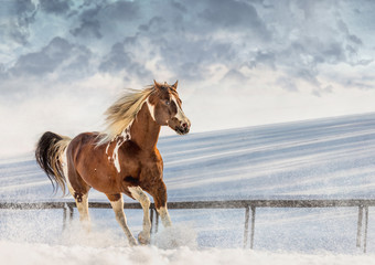 Fototapeta na wymiar Fantastic DJ Valentine horse in sunny day in winter. Czech Republic